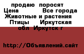 продаю  поросят  › Цена ­ 1 000 - Все города Животные и растения » Птицы   . Иркутская обл.,Иркутск г.